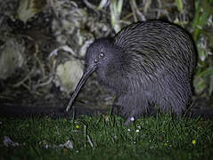 Southern Brown Kiwi