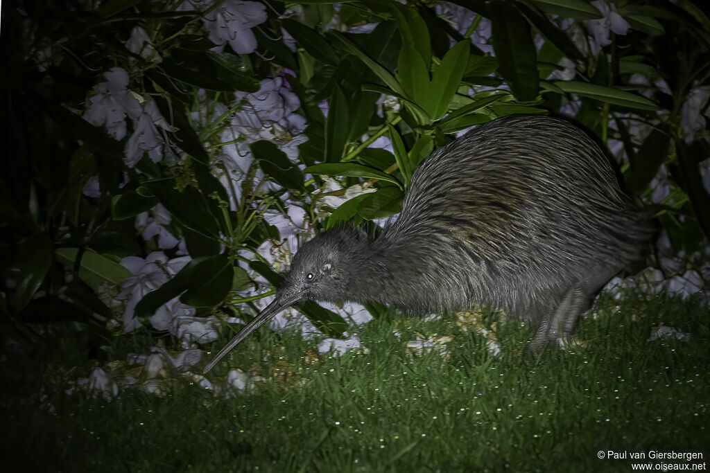 Southern Brown Kiwiadult