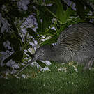 Kiwi austral