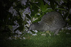 Southern Brown Kiwi