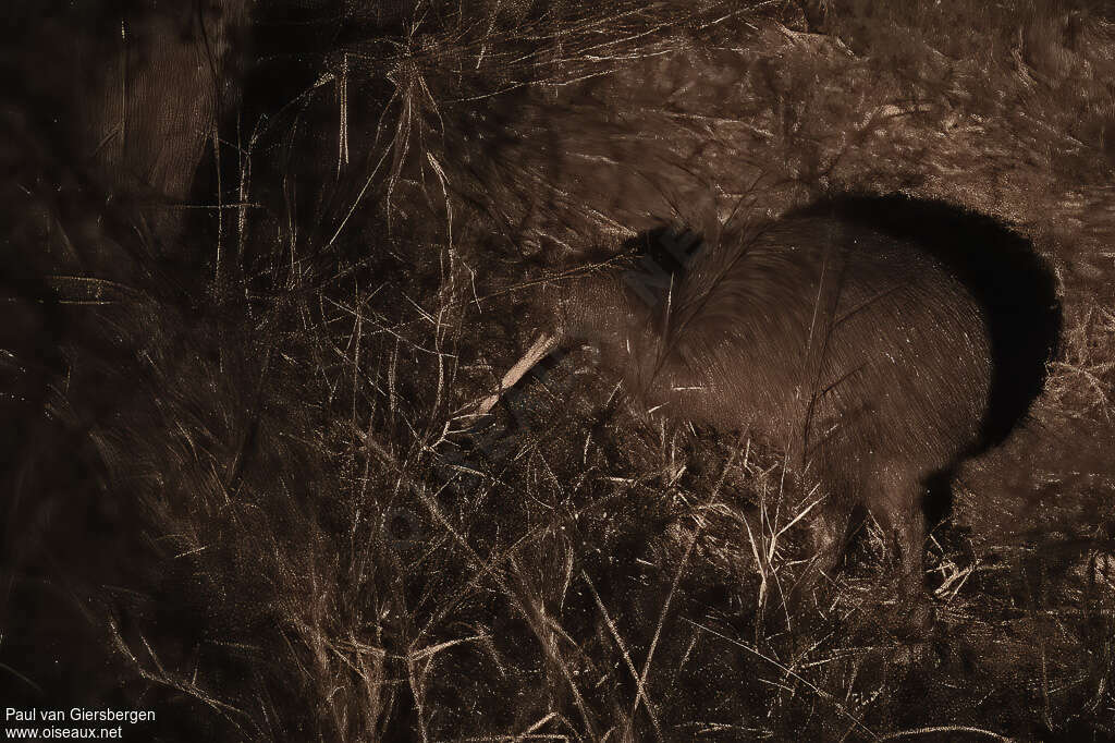 North Island Brown Kiwiadult