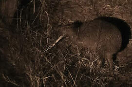 North Island Brown Kiwi