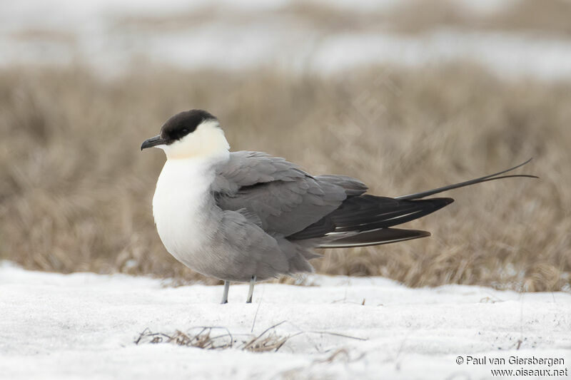 Long-tailed Jaeger male adult breeding