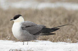 Long-tailed Jaeger