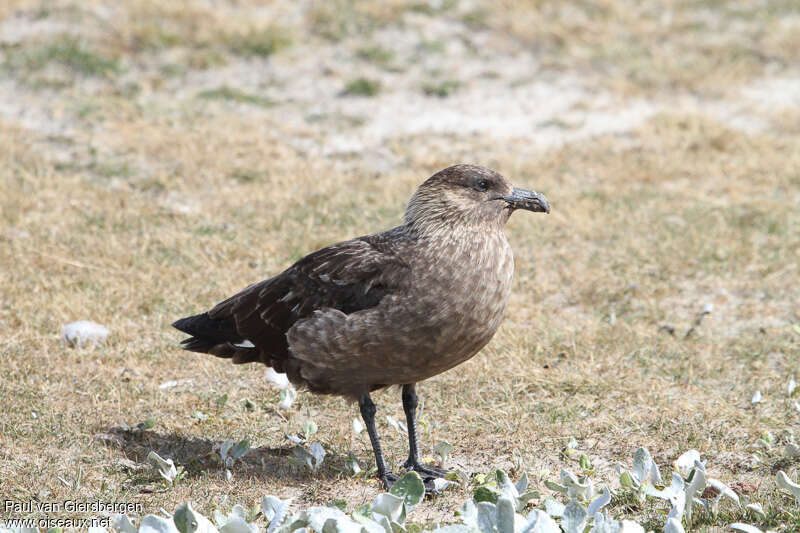 Brown Skuaadult, identification