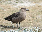 Labbe antarctique