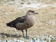 Labbe antarctique