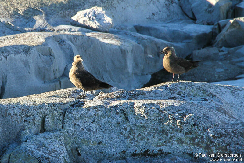 Brown Skua