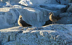 Labbe antarctique