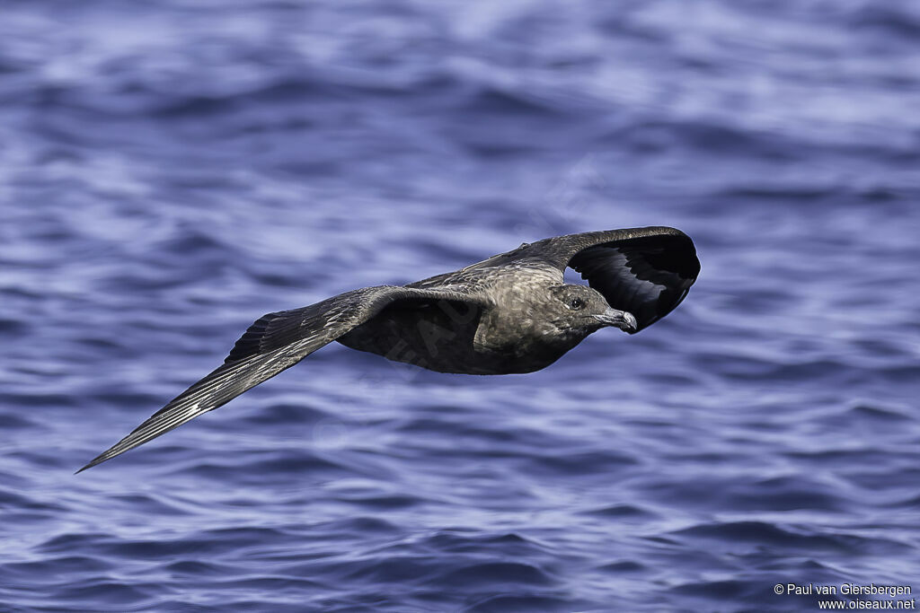 Brown Skuaadult