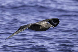 Labbe antarctique