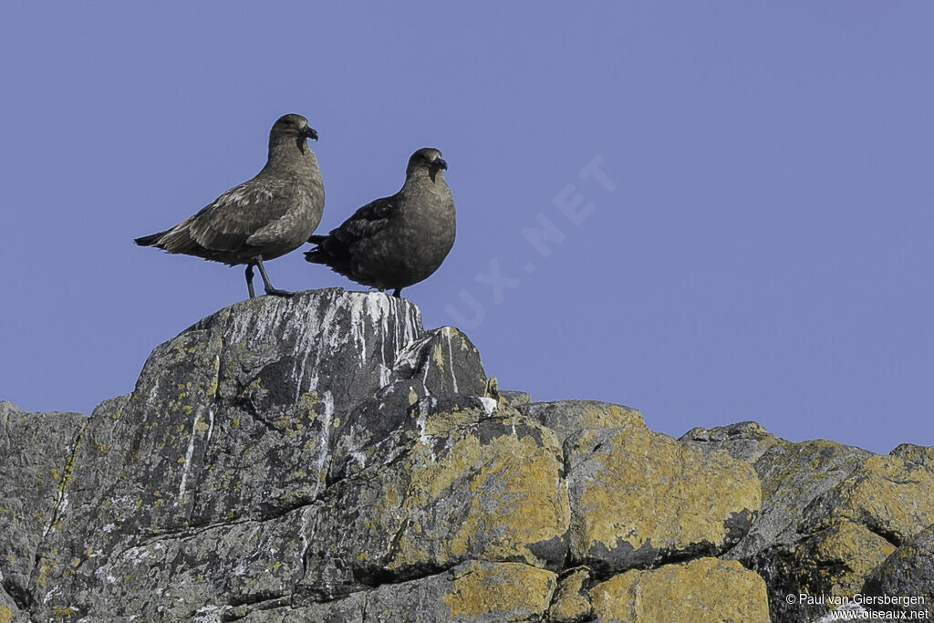 Brown Skuaadult