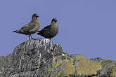 Labbe antarctique