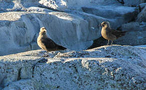 South Polar Skua