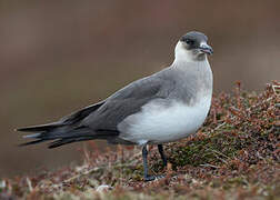 Parasitic Jaeger