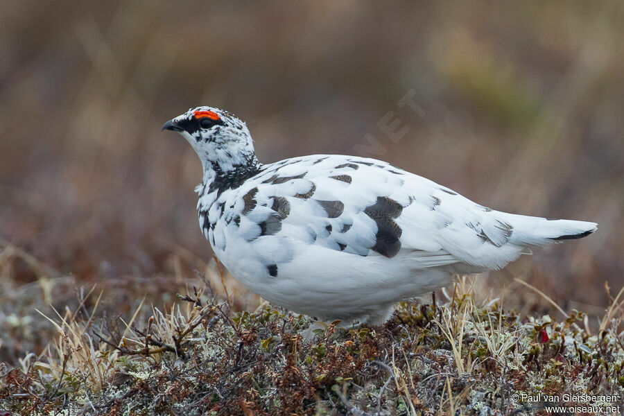 Rock Ptarmigan male adult transition