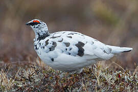 Rock Ptarmigan