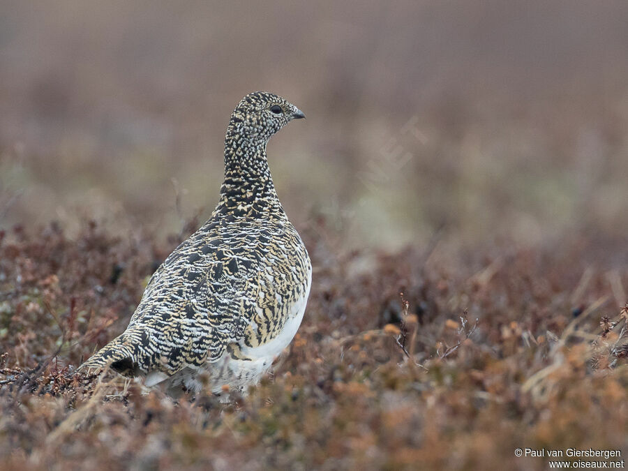 Rock Ptarmigan female adult