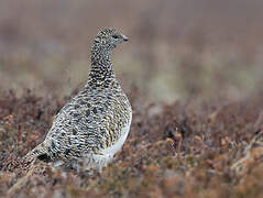 Rock Ptarmigan