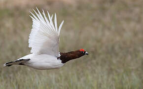 Willow Ptarmigan