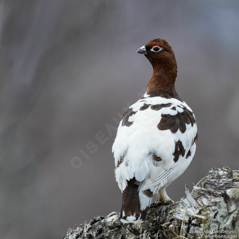 Willow Ptarmigan male adult transition