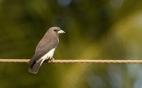 White-breasted Woodswallow