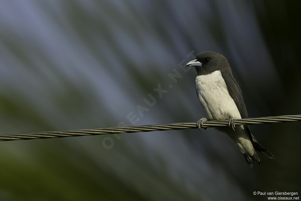 White-breasted Woodswallowadult