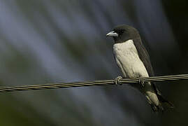 White-breasted Woodswallow