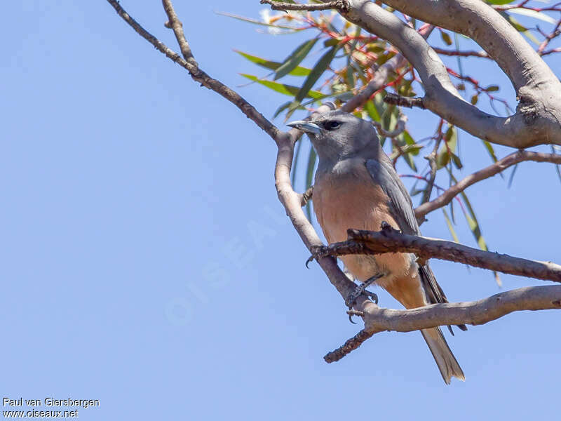 White-browed Woodswallowadult, identification