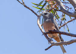 White-browed Woodswallow