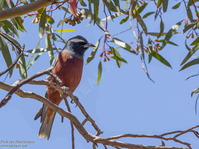 White-browed Woodswallowadult breeding, habitat, pigmentation