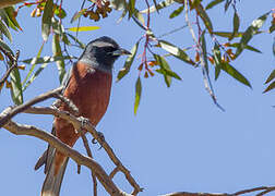 White-browed Woodswallow