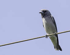 Ashy Woodswallow