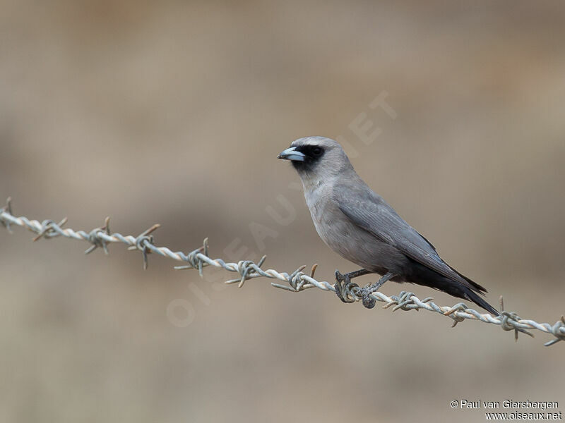 Black-faced Woodswallow