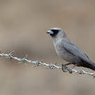 Langrayen gris