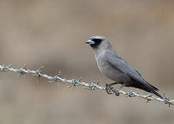 Black-faced Woodswallow