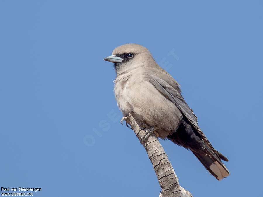 Black-faced Woodswallowadult, identification