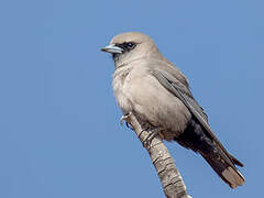 Black-faced Woodswallow