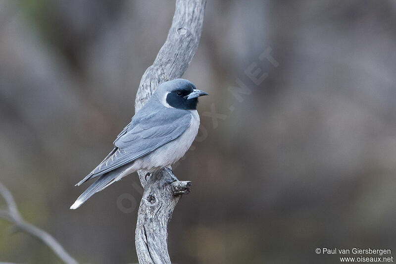 Masked Woodswallow