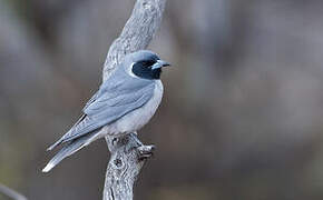 Masked Woodswallow