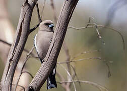 Dusky Woodswallow