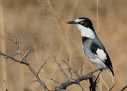 White-tailed Shrike