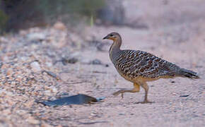 Malleefowl