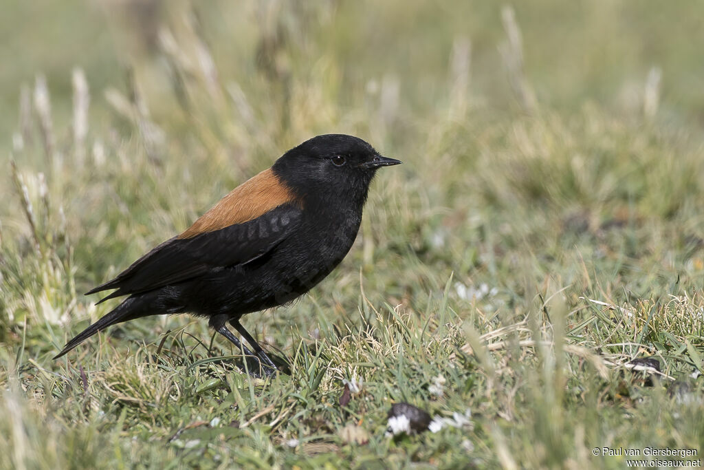 Andean Negrito male adult