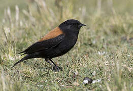 Andean Negrito