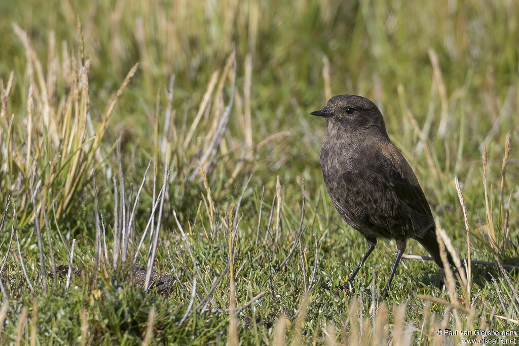 Andean Negrito female adult