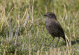 Andean Negrito