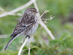 Twite