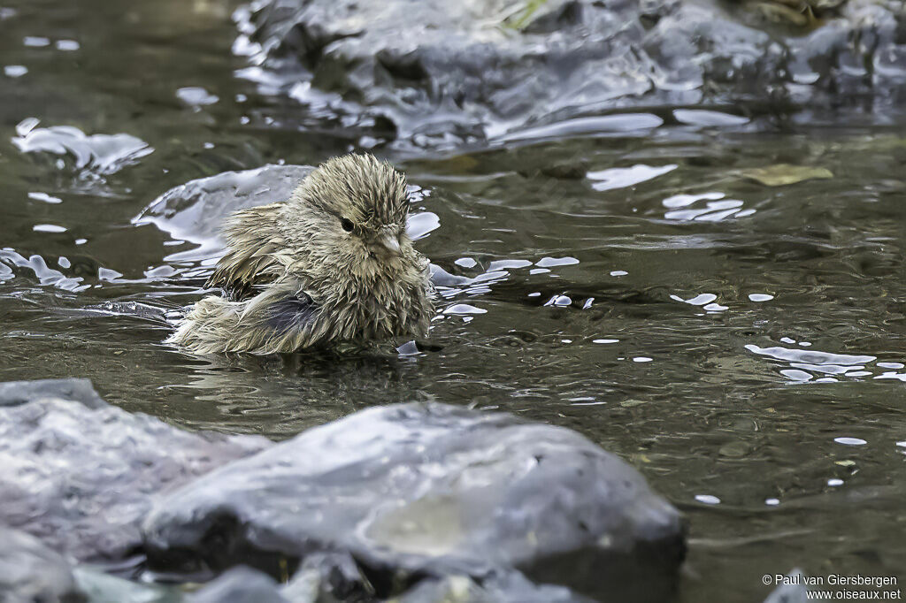 Twite