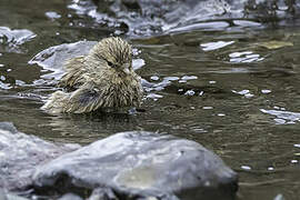 Twite